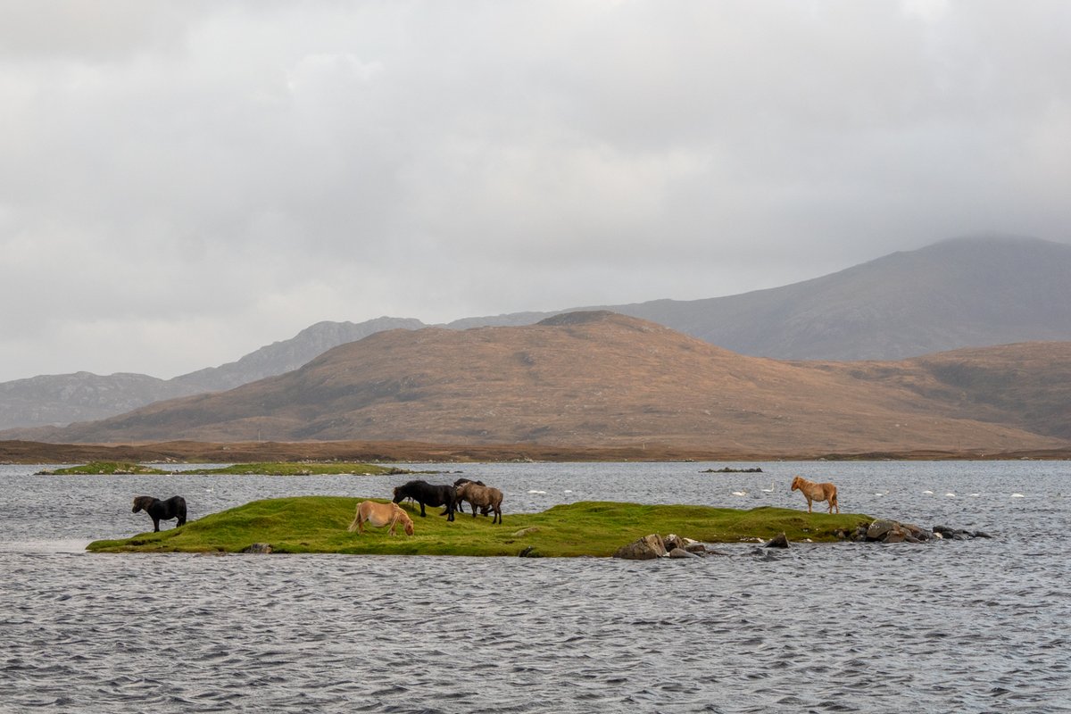 Seems to be a bit of a falling out at Loch Bee last night...

#uist