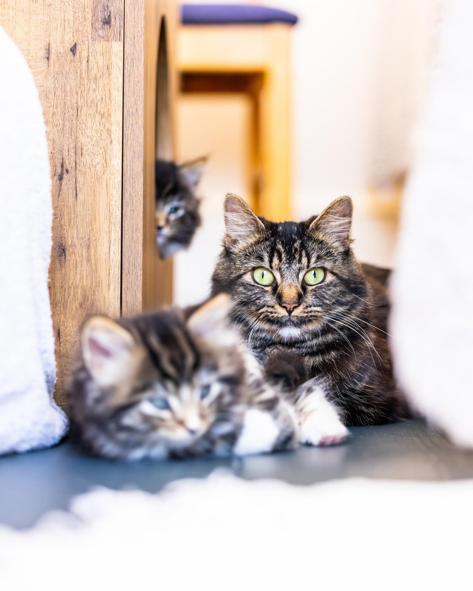 It’s #WorldAnimalDay. Our vision is a society where every cat has their best possible life because they are protected, cared for and understood by everyone. 

Learn more about how we help cats and owners: cats.org.uk