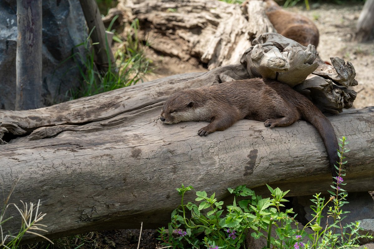 _omochi_otters_ tweet picture