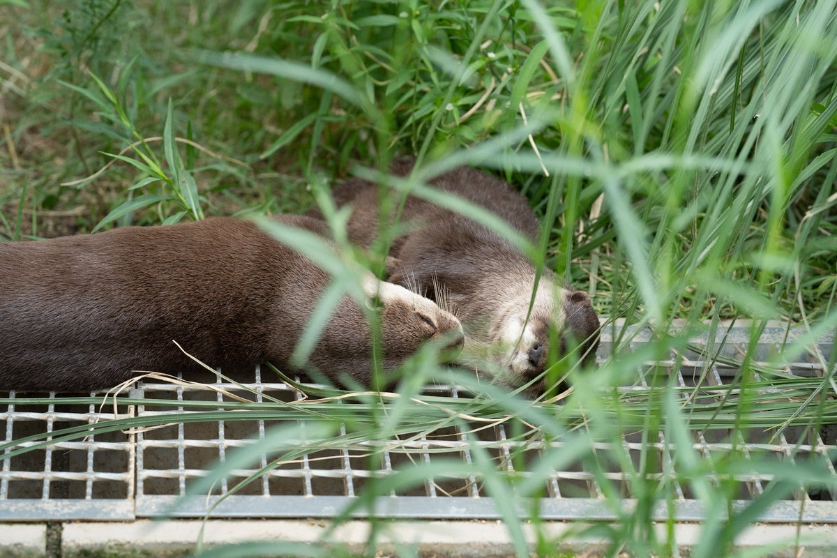 _omochi_otters_ tweet picture