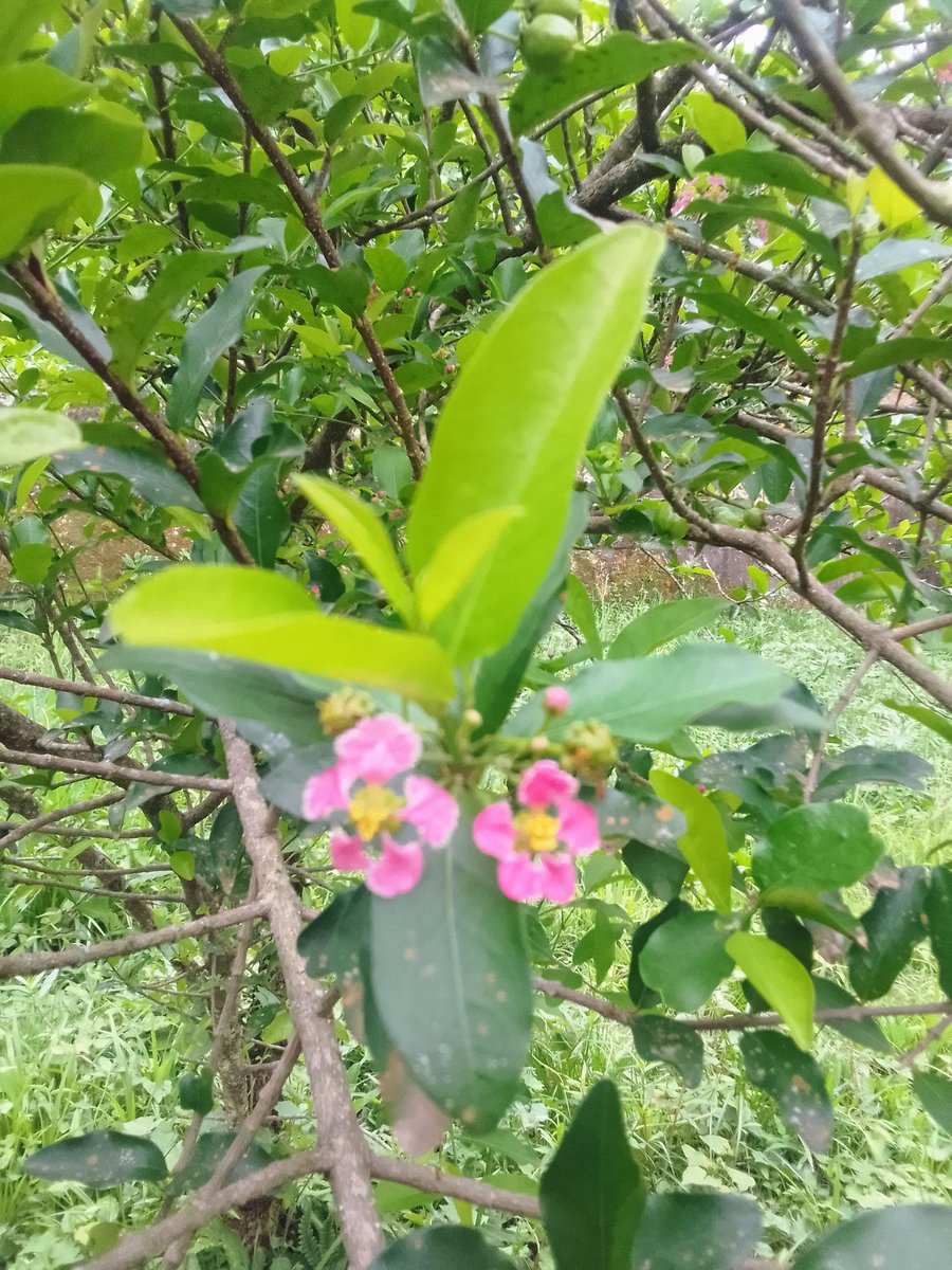 Minha flor de Acerola Rubra
que concede frutos que 
conquistam apaixonados,
A cada fruto seu os meus
lábios se sentem beijados.

#acerola #barbadoscherry #googleartsculture #poesia