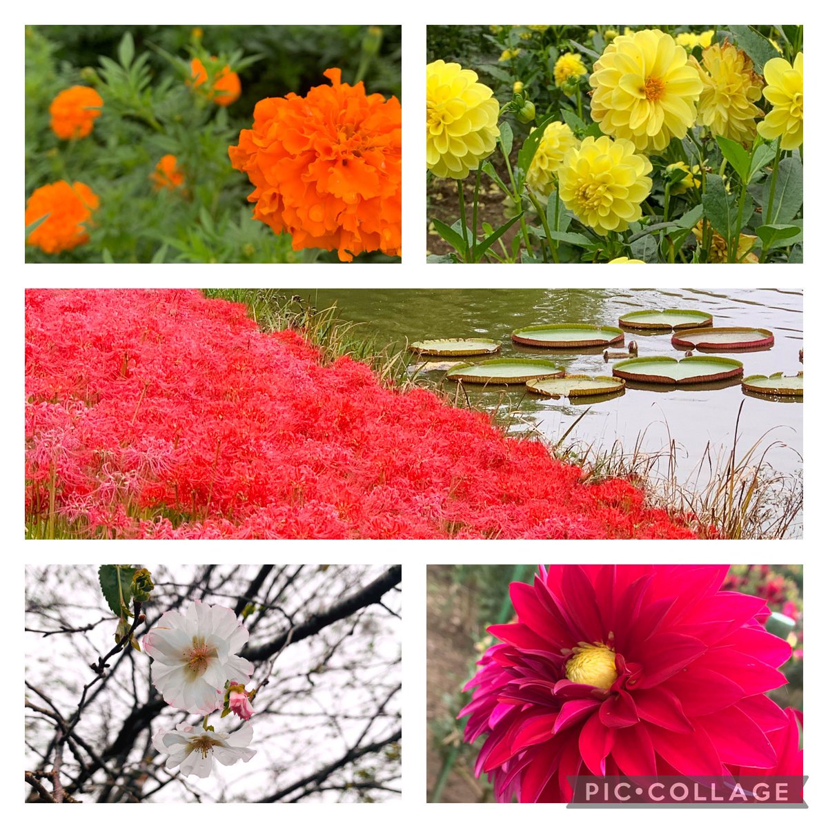 久しぶりに植物園に行ってきました🌱
マリーゴールドやダリアの目の覚めるような色が眩しかったです

左下のは「十月桜」という、春と秋に2度咲く桜です🌸 