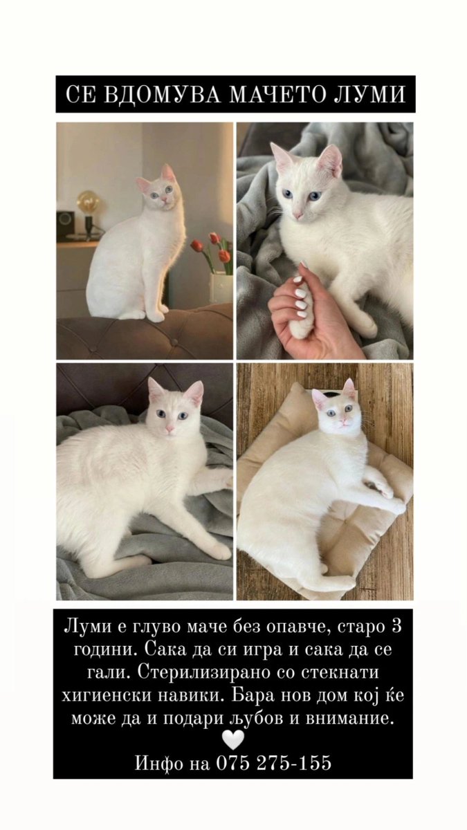 Hall0w23's tweet photo. Ќе ве молам еден re"X". Благодарам. https://t.co/X8JlRRVSup