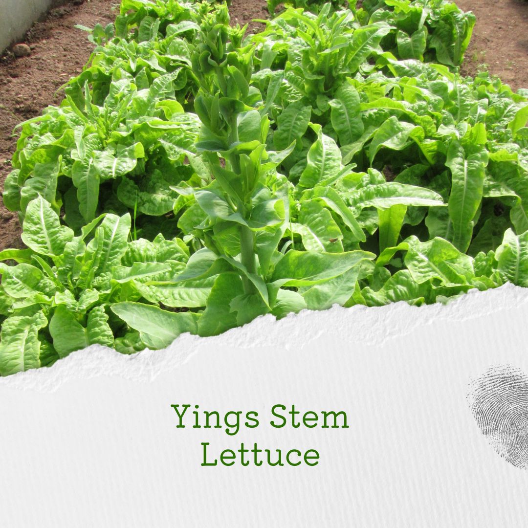 gardenorganicuk's tweet photo. This year's #HeritageSeedLibrary #SeedList 2024 has 173 heritage varieties, 14 new varieties & 71 #organic #seeds to choose from! Ahead of the Dec launch, we'll be sharing some sneak previews incl. this #lettuce cultivated for its smoky-flavoured stem 🥬 - delicious stir-fried. https://t.co/ZLuqnTrJHB