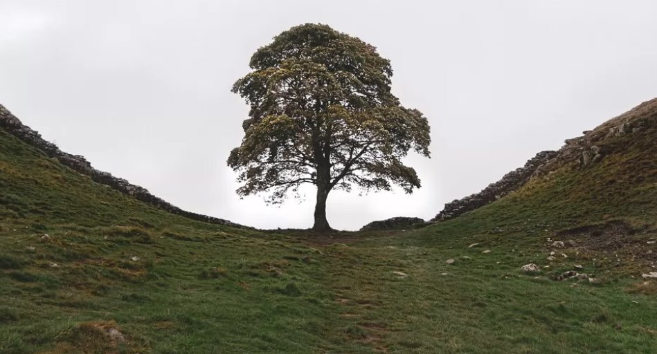 Natalie Finnigan tweet media