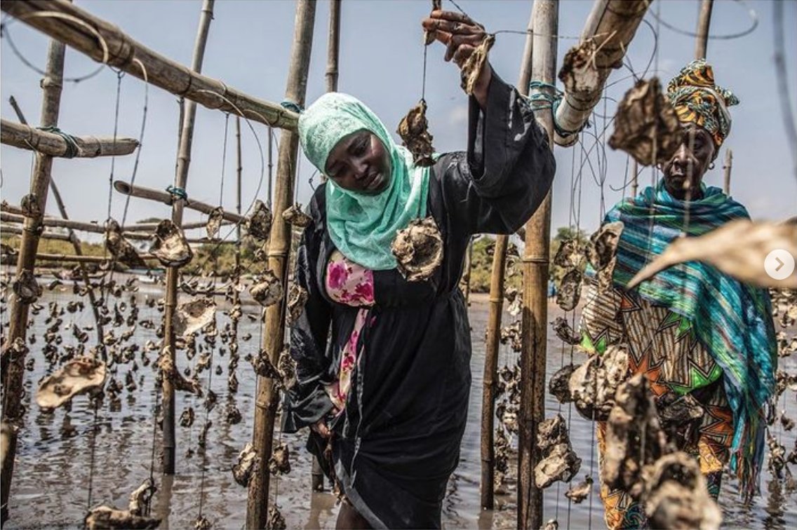 FlorioGallery's tweet photo. #MangrovePhotographyAwards 2023!
The beautiful Runner-up: ' Stewards of The Mangroves’. Congratulations to Jason Florio for documenting the important role women are playing in protecting, managing and restoring mangroves at the mouth of the #RiverGambia...https://t.co/zeGeBrJcWA https://t.co/fAjlJ4YOLI