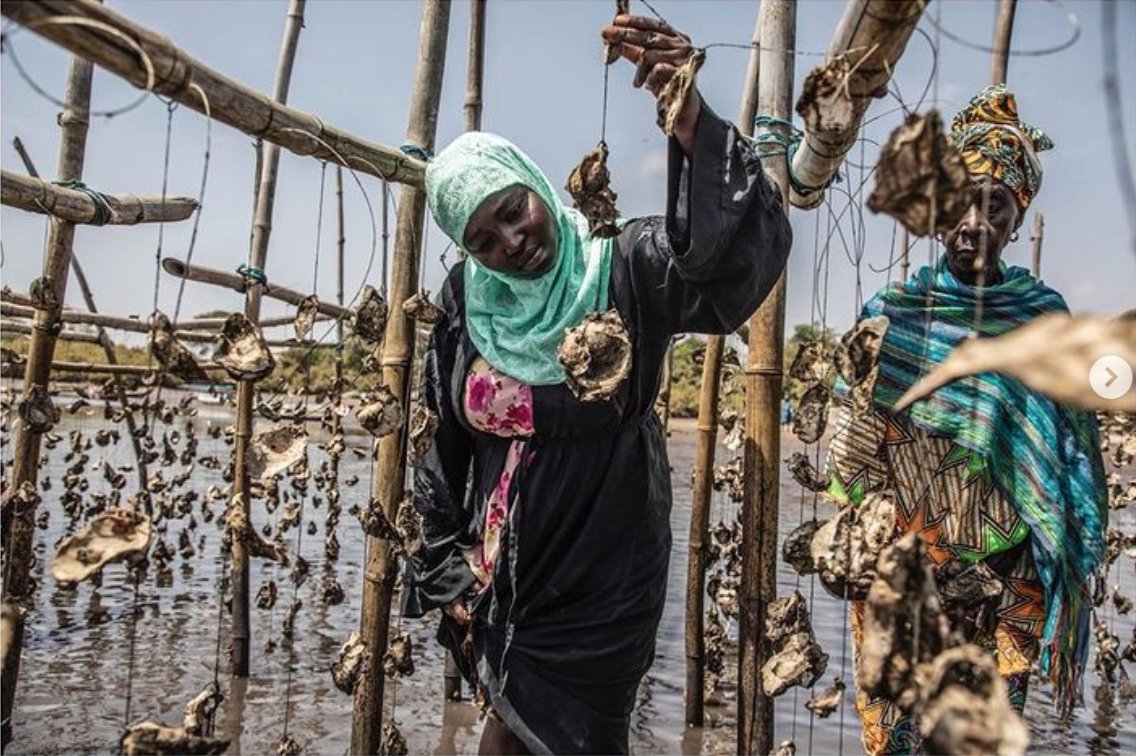 #MangrovePhotographyAwards 2023! The beautiful Runner-up: ' Stewards of The Mangroves’. Congratulations to Jason Florio for documenting the important role women are playing in protecting, managing and restoring mangroves at the mouth of the #RiverGambia...instagram.com/jasonflorio