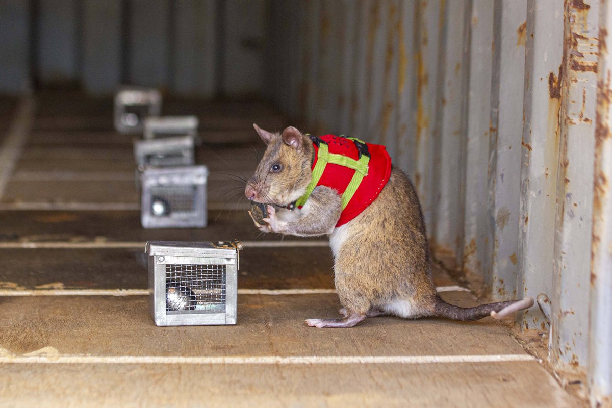 Today is #WorldAnimalDay, let’s pay tribute to our HeroRATs, who for over 25 years have worked tirelessly alongside us to protect people, livestock and wildlife from the threat of landmines and tuberculosis. You are truly amazing! 💙🐭🧡

#APOPO #ServiceAnimals #AnimalHeroes