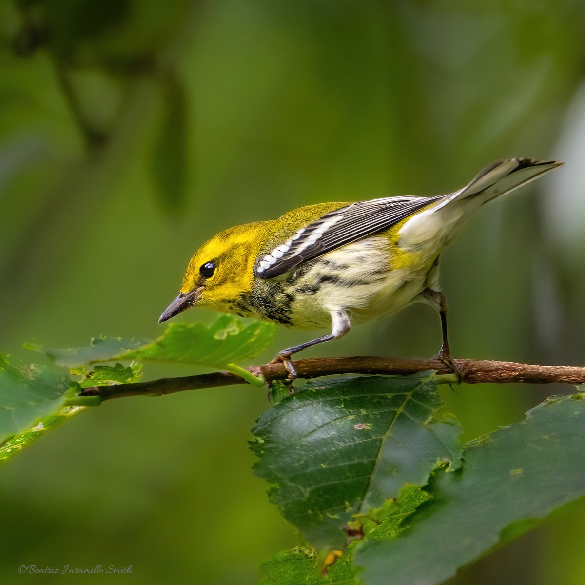 Black-throated green warbler. @CentralPark_NYC #birdcpp #fallmigration2023 #warblers #birding #birdingphotography #birdwatching #birdscentralpark #birds #BirdsOfTwitter