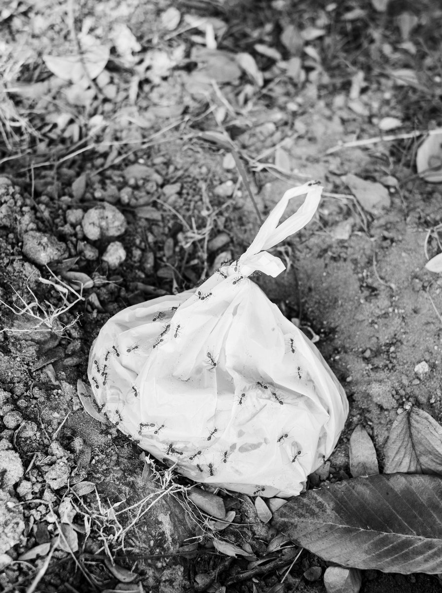 jaynelloyd's tweet image. I'm really pleased to have a photograph included in ephemere's Anarchy°1, a group exhibition featuring 300 black-and-white photographs, curated by Anne Murayama.

Oct1-17 2023
2F 1-17-9 Honcho, Koganei City, Tokyo 184-0004

buff.ly/3ZGXVMX