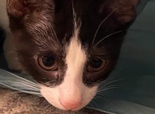 Hi all, I’m going on indefinite hiatus 

Not that I’ve done anything yet, but just dealing with a lot of changes in life right now (and they’re not bad), just new and need my attention right now :) 

I’ll let everyone know when I come back