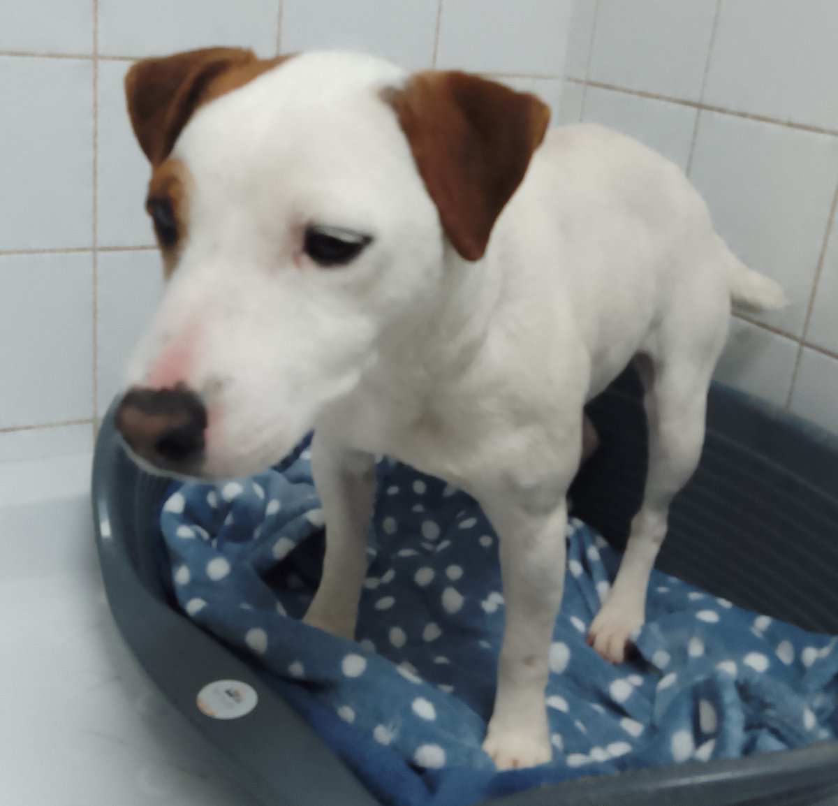 AdoptionsUk's tweet photo. Please retweet to HELP FIND THE OWNER OF THIS STRAY DOG FOUND #SHEPERTON #SPELTHORNE #SURREY #UK 
Female Jack Russell Terrier, chip not registered. Found 27 Sept. Now in a council pound, she could be missing or stolen from another region. Please share widely 🌟Not for adoption. 
DETAILS👇
https://t.co/gvko0pjw8t #dogs #Missing #Stolen
@MissingPetsGB