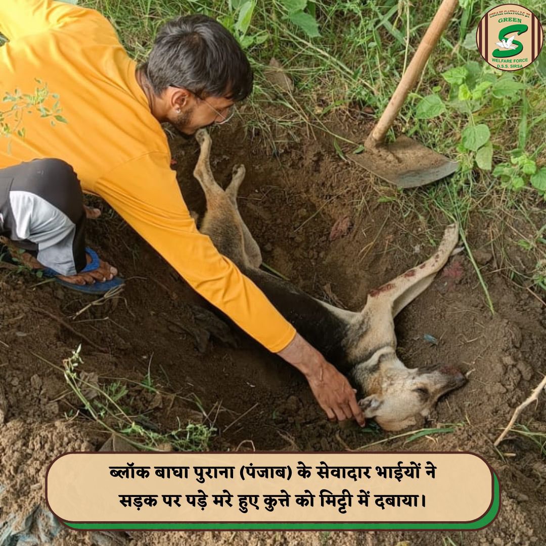 GreenSwelfares's tweet photo. Shah Satnam Ji Green 'S' Welfare Force Wing volunteers exhibited deep respect for all life, removing a deceased dog from the road and ensuring it received a dignified burial. This act highlights the importance of road safety and compassion for all beings. #RoadSafety #AnimalWelfare #DeraSachaSauda
