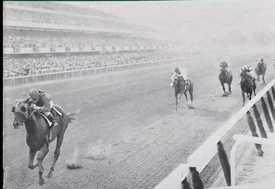 HORSERACING1002's tweet photo. TOP KNIGHT πΊπΈ 1966
(VERTEX - RAN-TAN BY SUMMER TAN) #TopKnight
B/O Steven B. Wilson (Flo) Apr 2, 1966
46-11-6-8------545,684 dls
1968 Champion 2yo colt
Champagne S, Futurity S, Hopeful S, Flamingo S, Florida Derby
2nd Tremont S, Everglades S,
3rd Garden State S, Bahamas S https://t.co/JxXWhORSZd