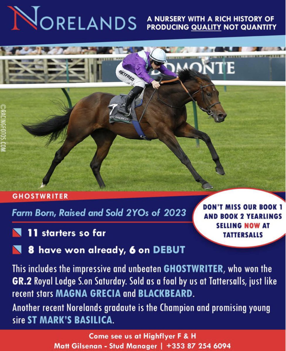 theTDN's tweet photo. From @NorelandsStud born, raised and sold 2YOs of 2023:
▪️ 11 starters so far
▪️ 8 have won already, 6️⃣ on debut
A nursery with a rich history of producing quality not quantity. Don’t miss their Book 1 and Book 2 yearlings selling now! #TattsOctober https://t.co/zgRImqpbqX