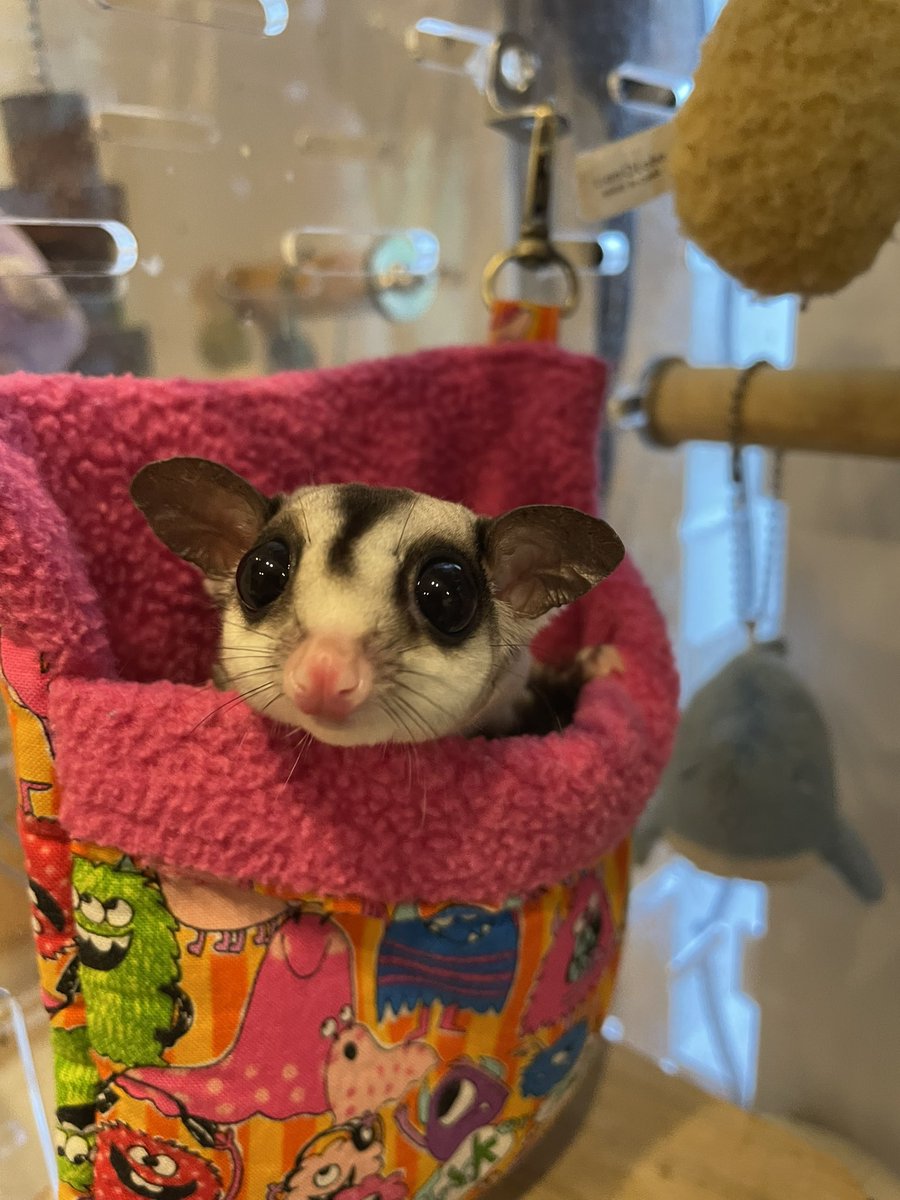 HamstarMelon's tweet image. ペグちゃんは小顔でハグちゃんは丸顔だな😏

#ペグちゃん
#ハグちゃん
#フクロモモンガ