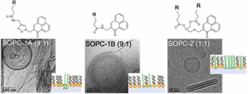 SIRIUS_Beamline's tweet photo. New paper: "Thermodynamic and structural properties of lipid-photosensitizer conjugates mixed with phospholipids: Impact on the formation and stability of nano-assemblies" by Chapron et al.
https://t.co/pZs46TObeR
#GIXD #LangmuirFilms
@ELSchemistry @umr8612 https://t.co/U96M119lJS