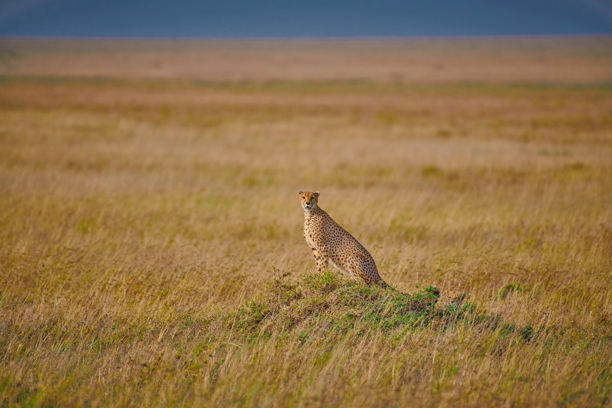 Matilda in the Endless Plains | Serengeti | Tanzania
#intothewild #wildgeography #discoverafricawildlife #wildlifepic #wildearth #cheetahs #discoverwildlife