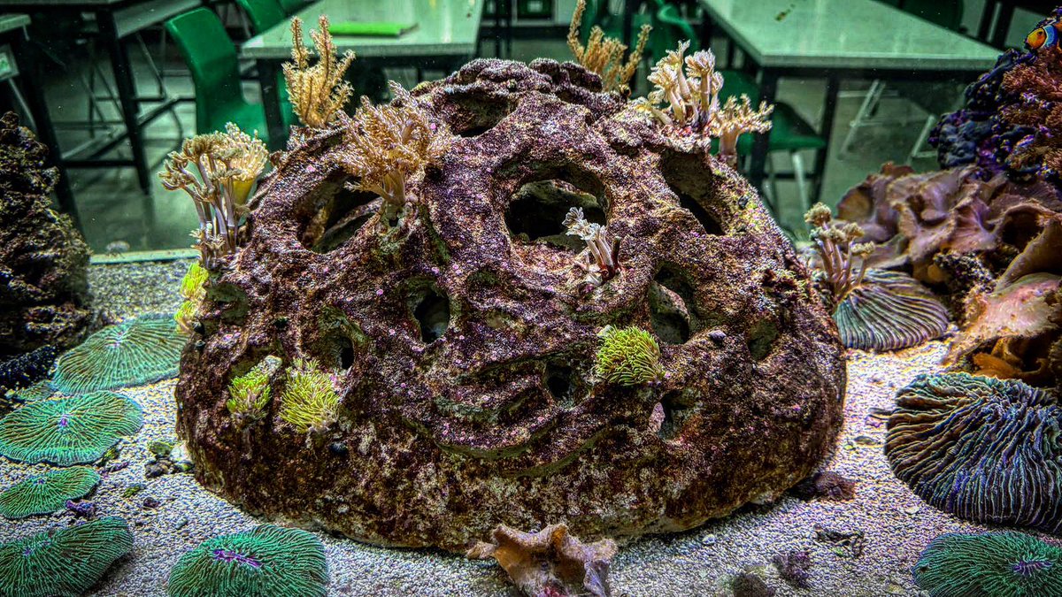 Our latest Future Ocean Foundation ‘Reef For Schools®’ CoralPod, 1 month old & looks fantastic with thriving corals! Located in a Southampton school, this unique CoralPod® was crafted by our team and installed by @TheCoralCentre. Students love it, and fish find refuge in it! 🐚