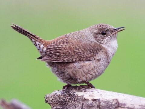 Happy Wrensday 😁