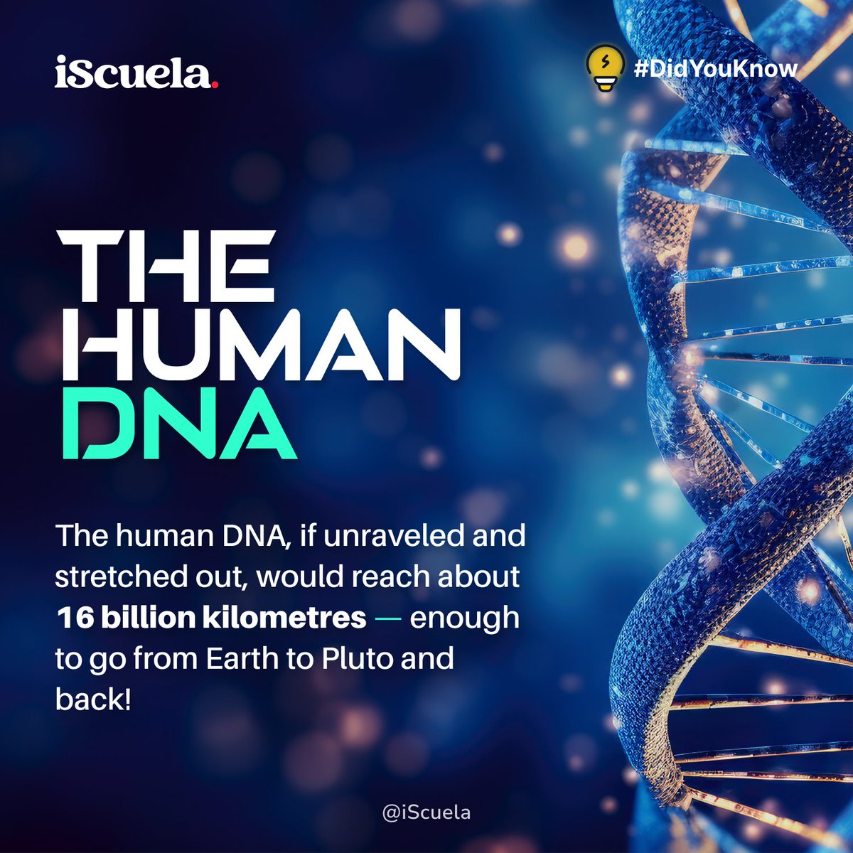 iScuela's tweet photo. 📷 The human DNA is a genetic masterpiece! If unraveled and stretched out, it would span about 10 billion miles. That's enough to make a round trip from Earth to Pluto and back! 📷📷📷 #HumanDNA #GeneticMarvels #DidYouKnow #facts #BiologyFacts #iScuela #EducationForAll https://t.co/GXqqyU4goP