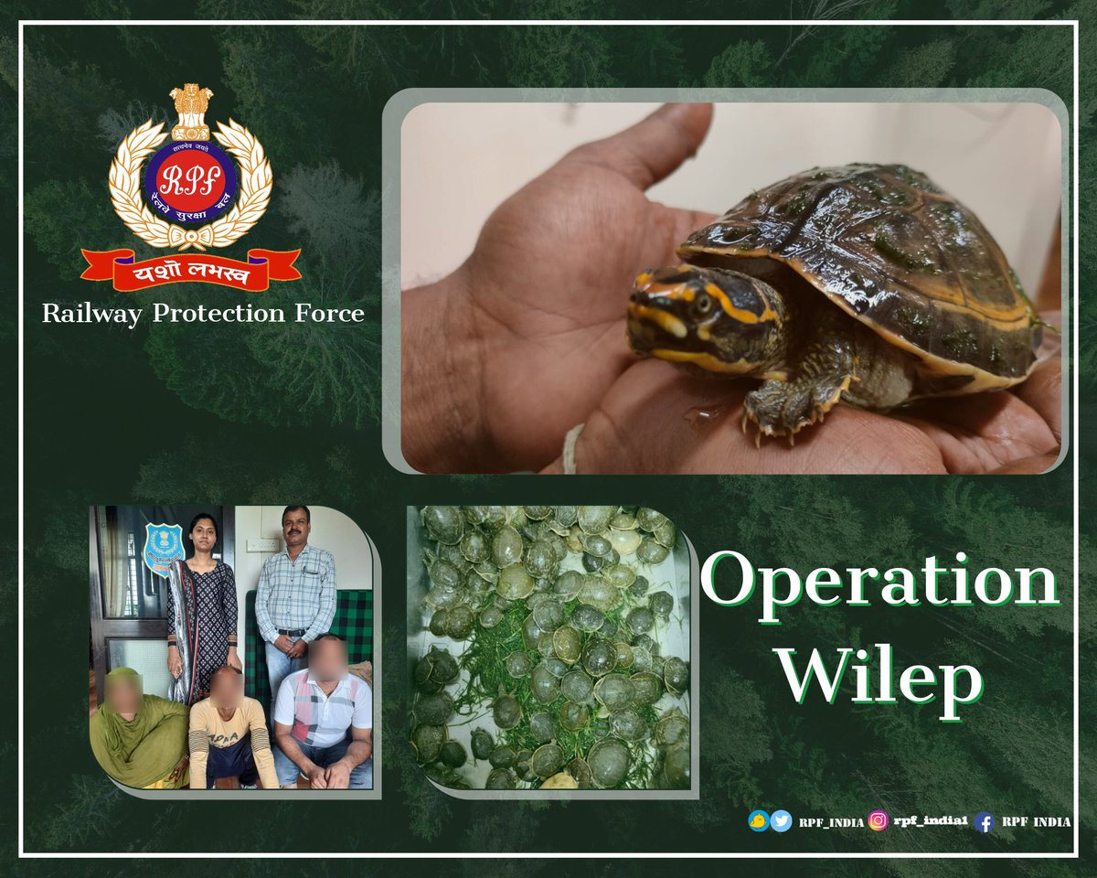 Continuing the drive against the illegal wildlife trade under #OperationWILEP, @rpfcrngp & #DRI Nagpur apprehended a trio and foiled a massive smuggling bid, rescuing 483 tortoises of rare species.
Now, on their way to freedom.
#WildlifeProtection #SaveNature #SaveFuture @RPFCR