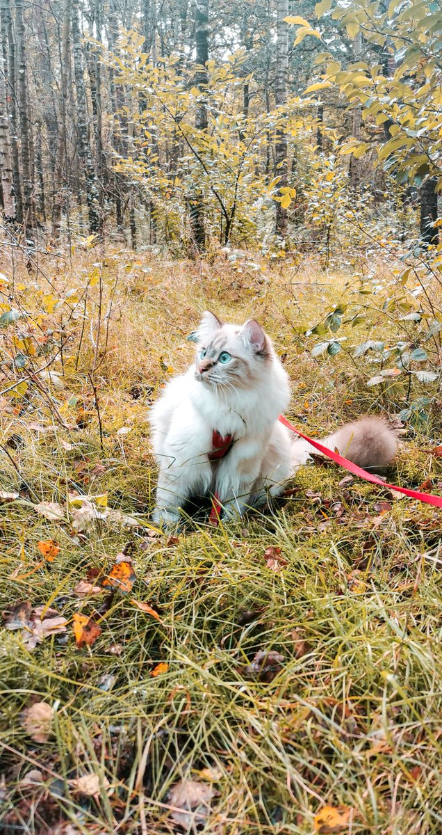 Femke🍊 tweet media