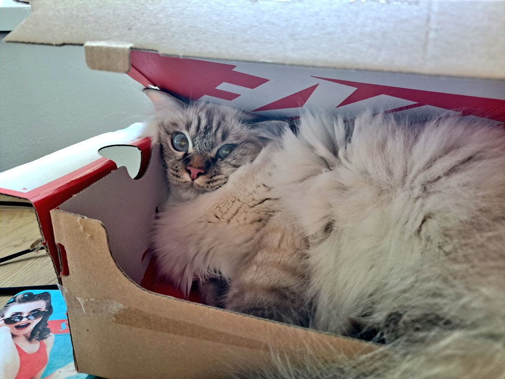 Femke🍊 tweet media