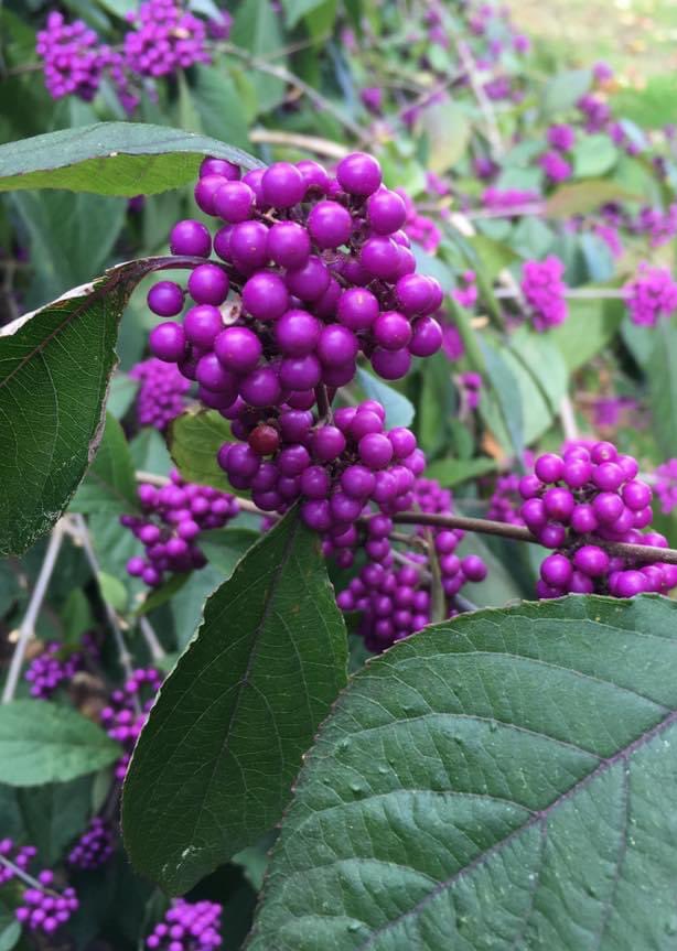 NoniSturge's tweet photo. Have a lovely day everyone. Lots of smiles ☺️
#callicarpa #berries 💜💚#LookingBackLookingForward https://t.co/JPgcheG6C9