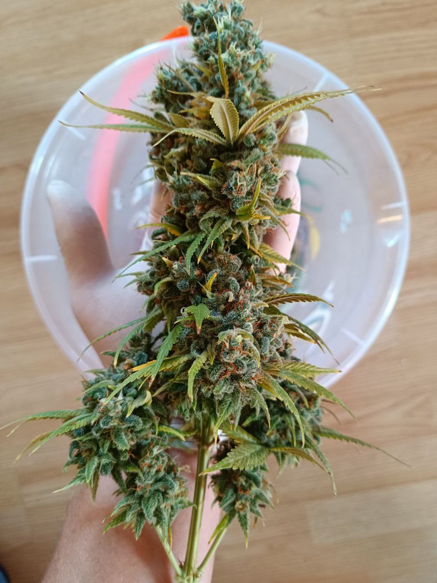 Ataraxie420 tweet media
