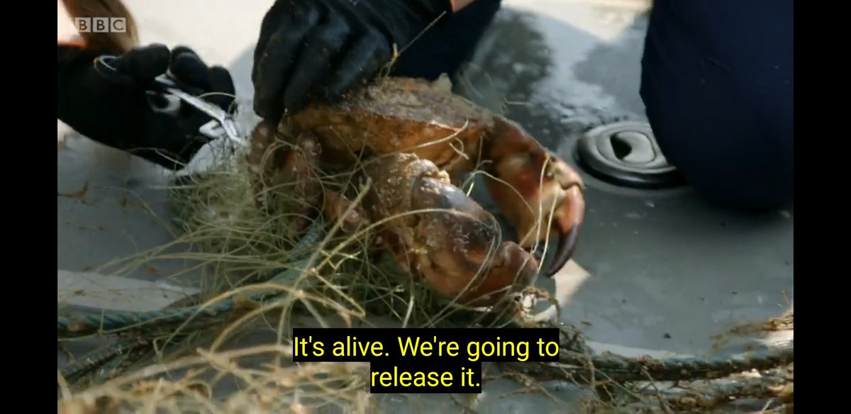 CarniⓋegan tweet media