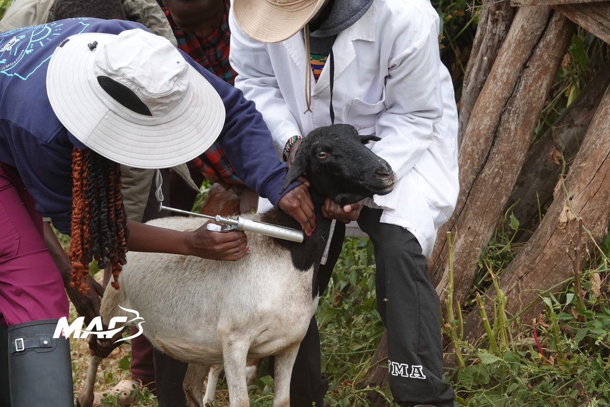 Happy #WorldAnimalDay! 🌍🐾Today, we celebrate Earth's diverse life, from tiny insects to majestic mammals, each vital to our ecosystems. At MAF, we honour partnerships that aid vets in treating animals. What an incredible bond between humans and animals. 🛩️ #MAFTanzania60th