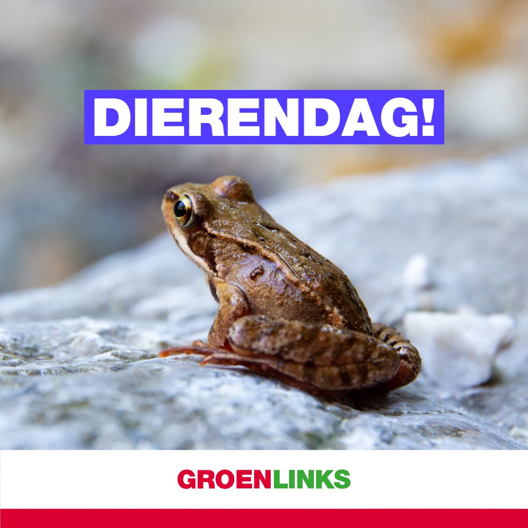 🎉Eigenlijk is het elke dag🐷 #dierendag. Maar vandaag net een beetje meer. #eetgeendierendag: doe je mee? Tip: ruim niet alles op in je tuin, kikkers en padden verstoppen zich graag. #GroenLinks #Nieuwegein #Biodiversiteit #Dierenwelzijn