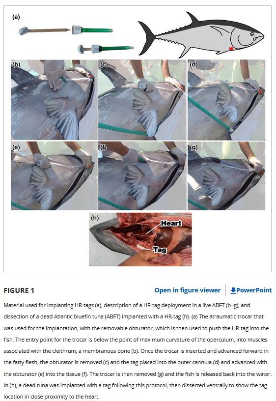 DaniOrrell's tweet image. Interesting paper by Rouyer et al in #JFB (2023; doi.org/10.1111/jfb.15…) on heartrate tracking of tunas &amp;amp; evaluating new tag applicator techniques🐟Key takeaway for me, I have the same median resting heart rate as an Atlantic blue fin tuna 💙