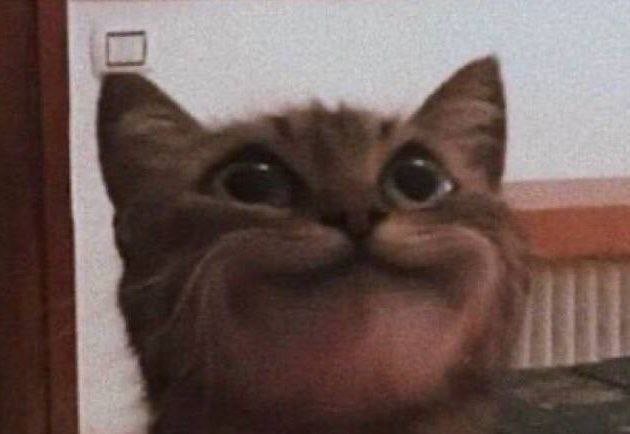 𝗦𝗔𝗥𝗔🐈⬛ tweet media