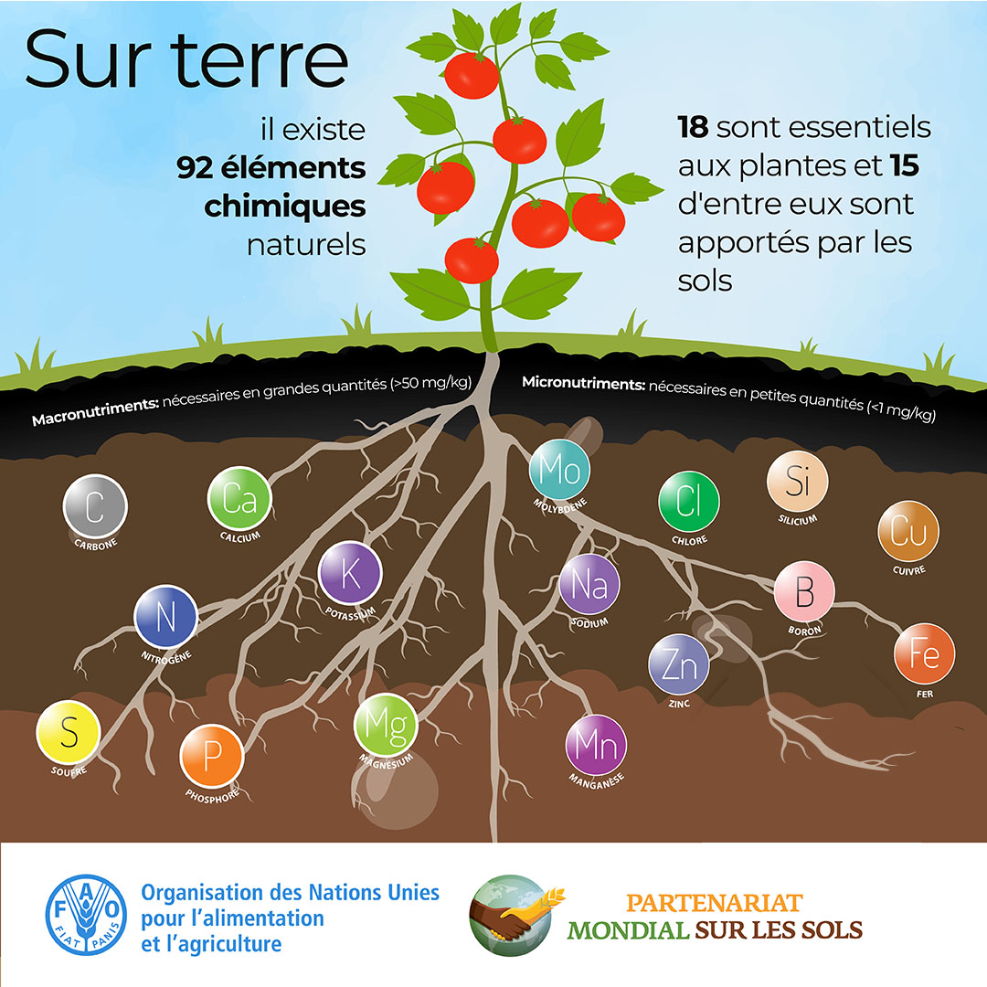 🧐 Le saviez-vous ? 

Sur 🌍, il existe 92 éléments chimiques naturels, 18 sont essentiels aux🌱 & 15 d'entre eux sont fournis par les sols ! 

La santé & la fertilité des sols ont une influence directe sur la teneur en éléments nutritifs des cultures vivrières.

#AgirPourlesSols