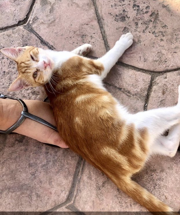 meralhece's tweet photo. Celebrating #WorldAnimalDay with a few of the lovely #catsofCyprus I met. https://t.co/UedESKFsC1