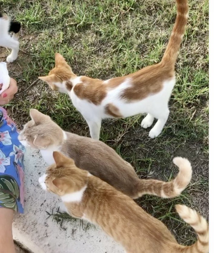 meralhece's tweet photo. Celebrating #WorldAnimalDay with a few of the lovely #catsofCyprus I met. https://t.co/UedESKFsC1