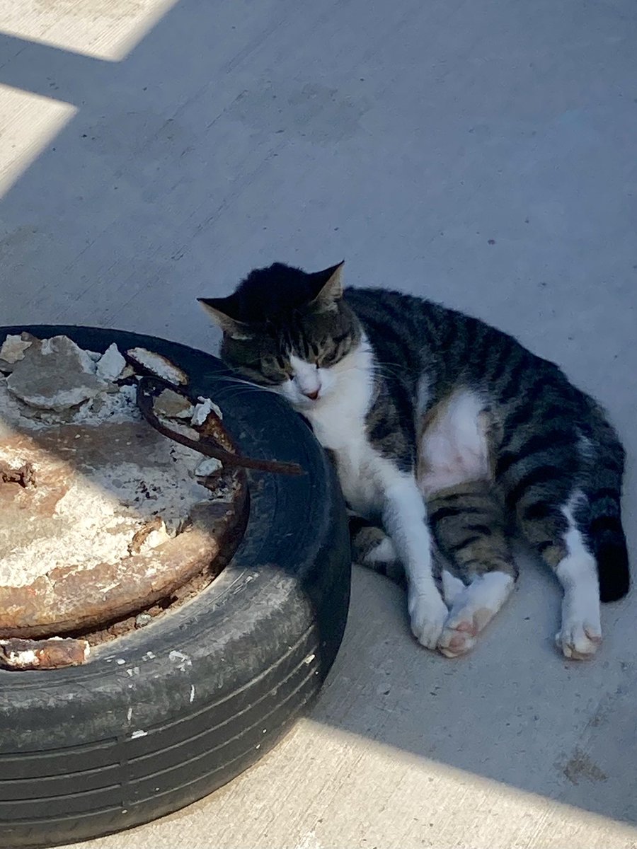 meralhece's tweet photo. Celebrating #WorldAnimalDay with a few of the lovely #catsofCyprus I met. https://t.co/UedESKFsC1