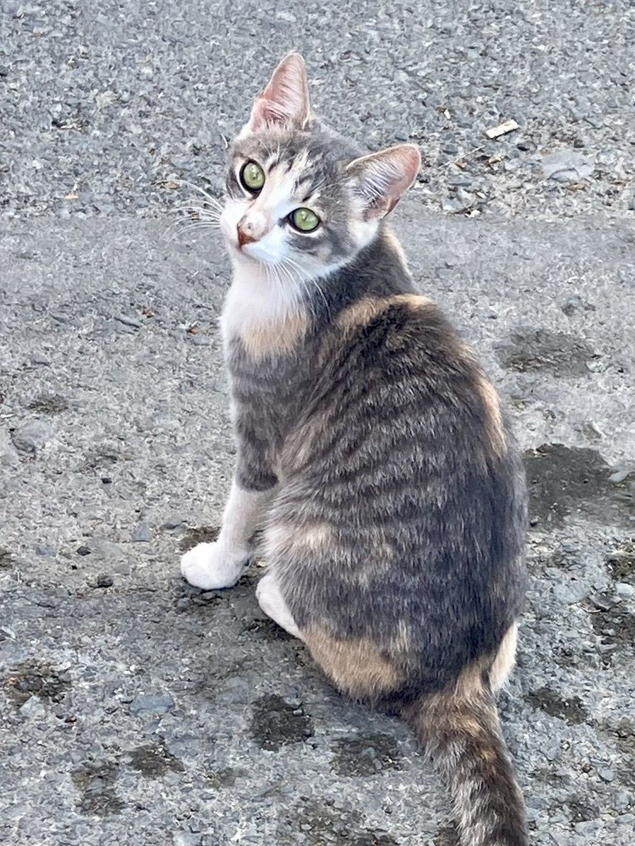 meralhece's tweet photo. Celebrating #WorldAnimalDay with a few of the lovely #catsofCyprus I met. https://t.co/UedESKFsC1