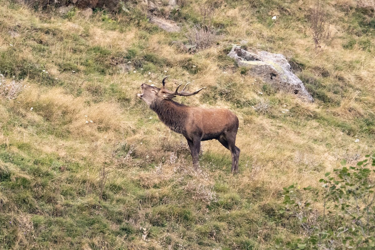 Nei nostri boschi in questo periodo riecheggia un richiamo misterioso e indimenticabile: il #bramito del #cervo
Un verso rauco emesso dagli esemplari maschi nel periodo degli accoppiamenti per spaventare gli avversari in amore.
Ph: Tiziano Mochen