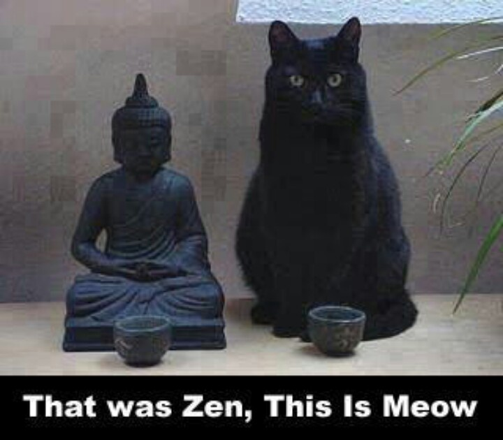 🐈 Katoshi Katamoto tweet media