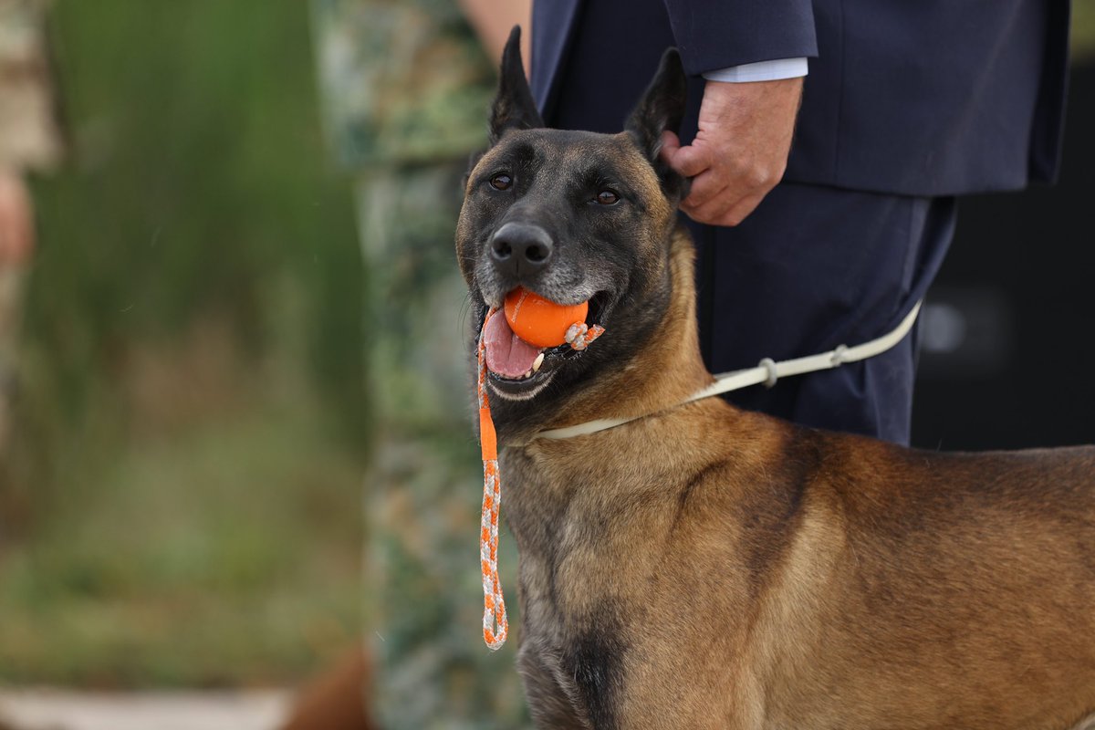 Al meer dan 70 jaar leveren diensthonden een unieke bijdrage aan de taakuitvoering van de luchtmacht. Om de waardering voor onze trouwe viervoeters kracht bij te zetten werd afgelopen maandag het hondenmonument onthuld 👉🏼 bit.ly/3rts9Xf #dierendag 🐾