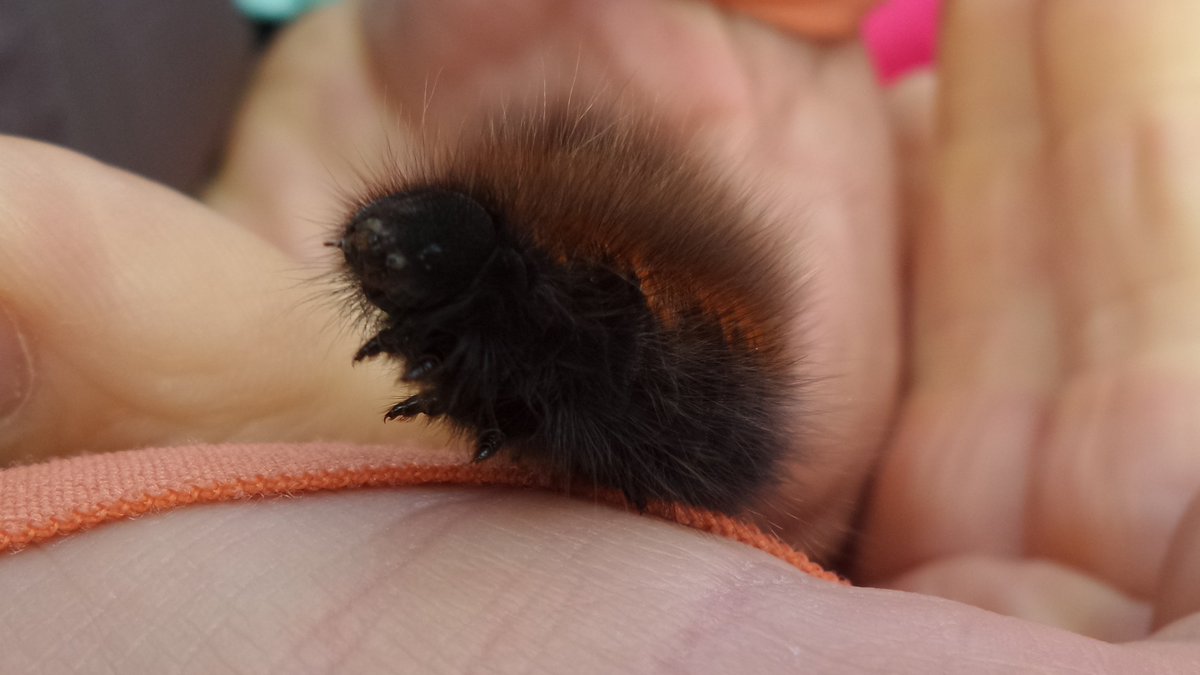 Found this cute, furry fella while out walking on Twmbarlwm a few months back. Correct me if I'm wrong, I think it's a fox moth caterpillar.
#lovenature
#caterpillar
#foxmoth
#protectwildlife
#protectnature
#insectsuk
#twmbarlwm
#walkinginwales