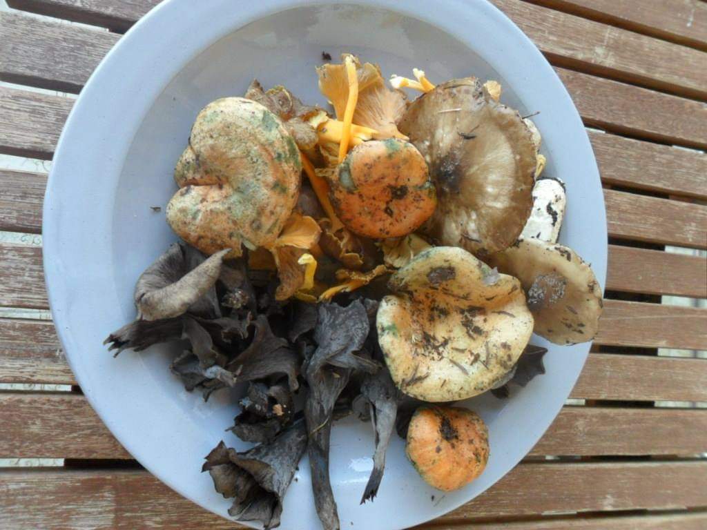rafaesteve's tweet photo. Bon dia. Aquest any encara no he tastat cap bolet, espere que a la Fira del Bolet. el dia 15 , poder comprar alguns com aquest per poder fer un bon arròs #cuinadetardor🍁🍂 #cuinadelaiaia #gastronomia #cuinadebolets #primaveradeivern https://t.co/UGldA4ELsE