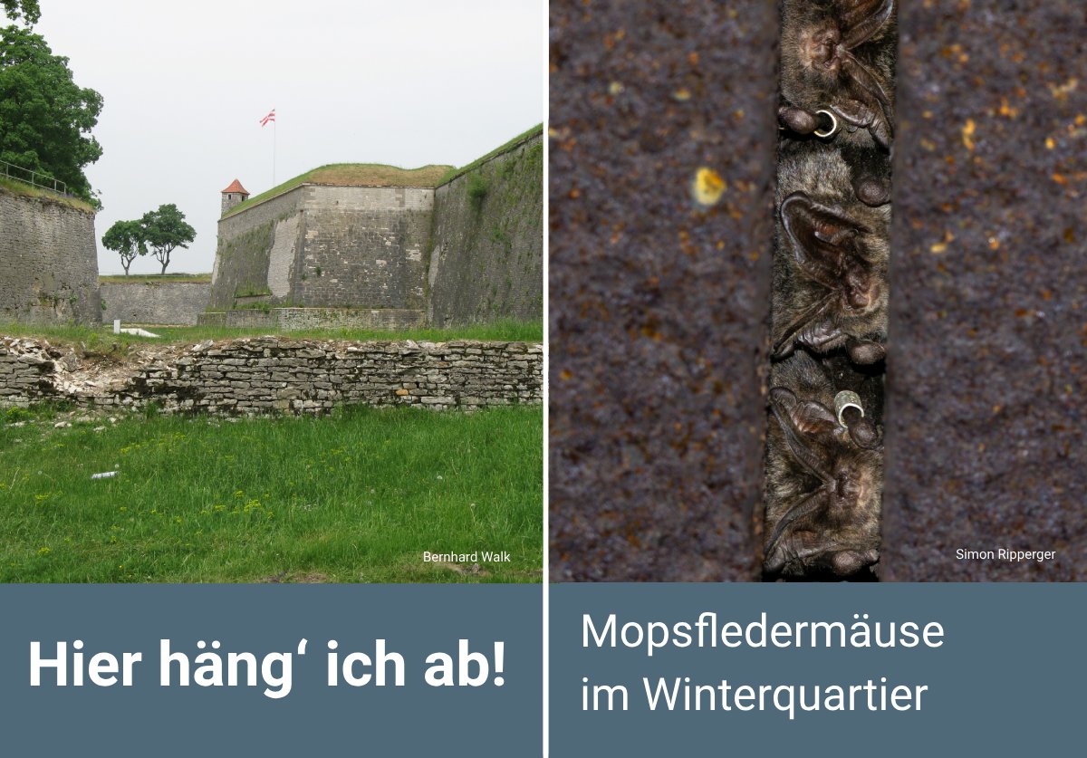 lfu_bayern's tweet photo. Ab ins #Winterquartier: #Fledermäuse überwintern in frostsicheren Höhlen und Gewölben. Die Wülzburg in Mittelfranken bietet der Mopsfledermaus 🦇 in ihren Mauern Raum zum #Abhängen. 2022 wurde sie nach 25 Jahren erstmals wieder nachgewiesen.
#LoveBats
👇 https://t.co/vaPfAGvnU0 https://t.co/fOKpjJs579