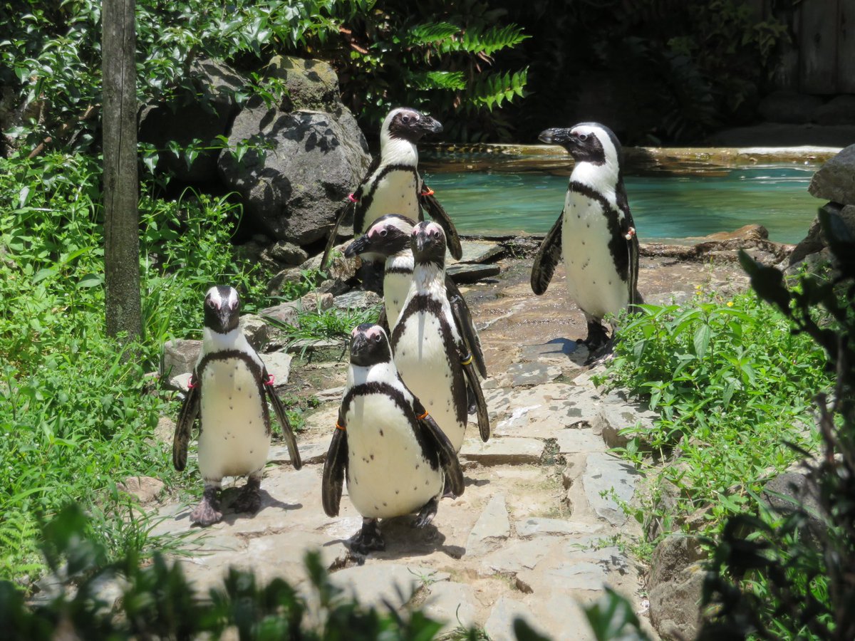 m_phoenixzoo's tweet image. 今年の10月14日は…
＼\\ 国際アフリカペンギン啓発デー // ／

当園でもアフリカペンギン(ケープペンギン)を飼育していますので、啓発イベントを実施します🐧

イベント盛り沢山♪
詳しくはホームページへ！
↓　　　↓　　　↓
miyazaki-city-zoo.jp/list/no_689.ht…

#AfricanPenguin 
#NOOW #NotOnOurWatch