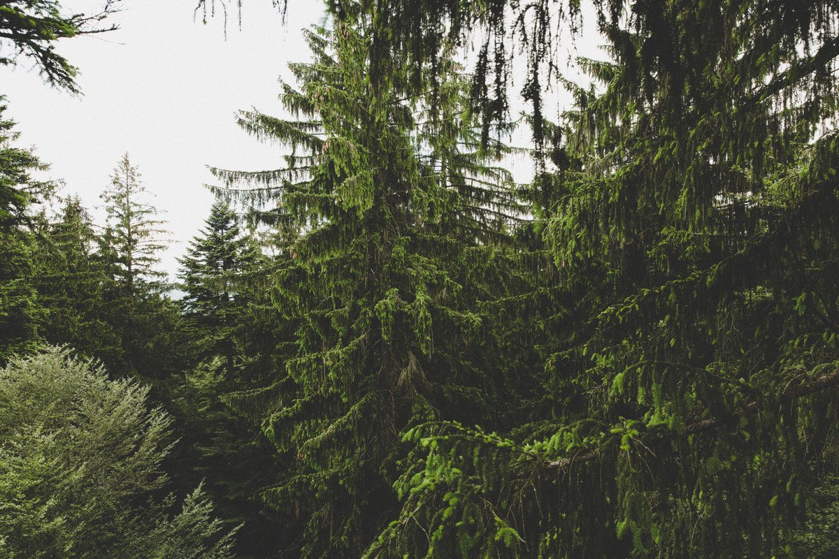 Forestia_eu's tweet photo. #Forestia integra👇🏽
✔️ #IA
✔️ #IoT
✔️ #Sensórica
✔️ #BigData
✔️ Información #Geoespacial
✔️ Imágenes de #Satélite
➡️mediante el uso de LiDAR Terrestre
https://t.co/8mrQjOb9iS
#gestiónforestal https://t.co/51DWRZ8Cvh