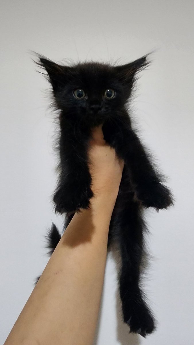 Merve Armağan tweet media