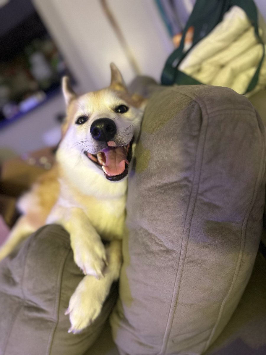 CalmaMultiMedia's tweet photo. The boys 🐕🐕‍🦺🐕‍🦺 https://t.co/GaMRZCoVma